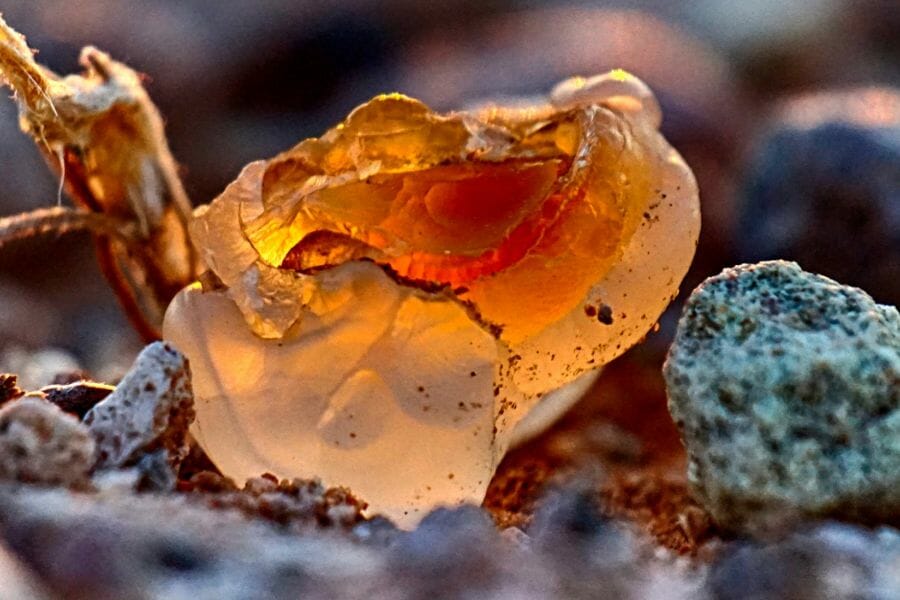 A red Fire Agate found on the ground while gem mining in the state