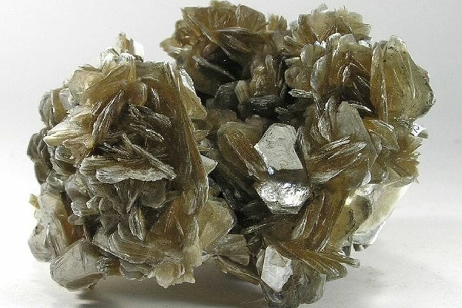 An intricate, shell-like Muscovite against a white background