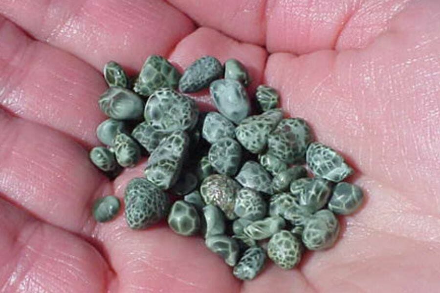 A handful of Chlorastrolite found while gem mining in Michigan