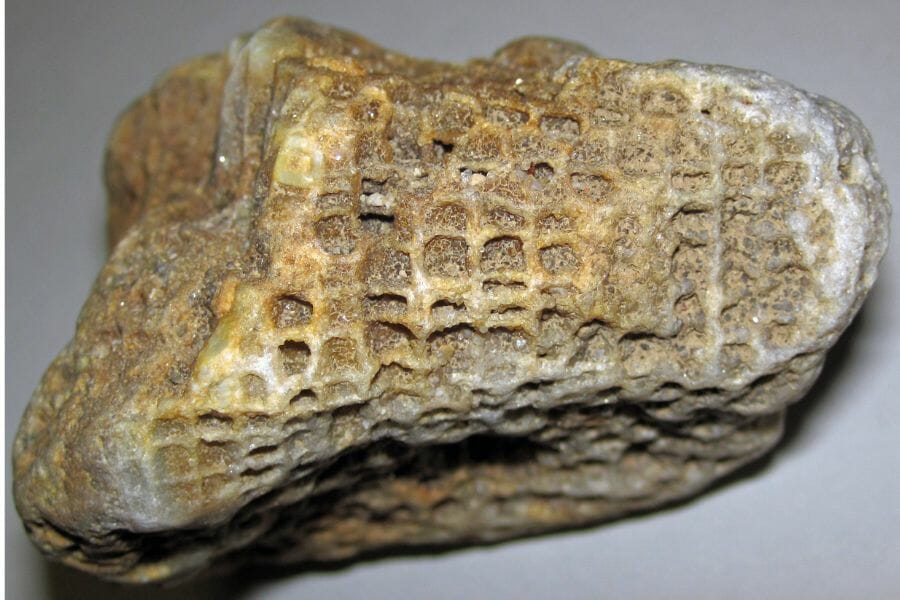 A close up look at a Fossil Coral