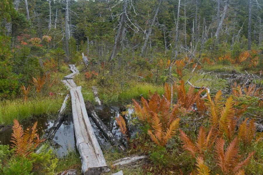 Wilderness of Androscoggin Maine with ample geologic samples