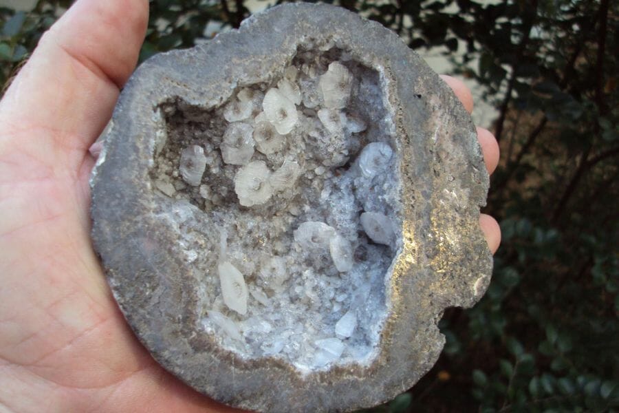A palm-sized mesmerizing echinoid geode