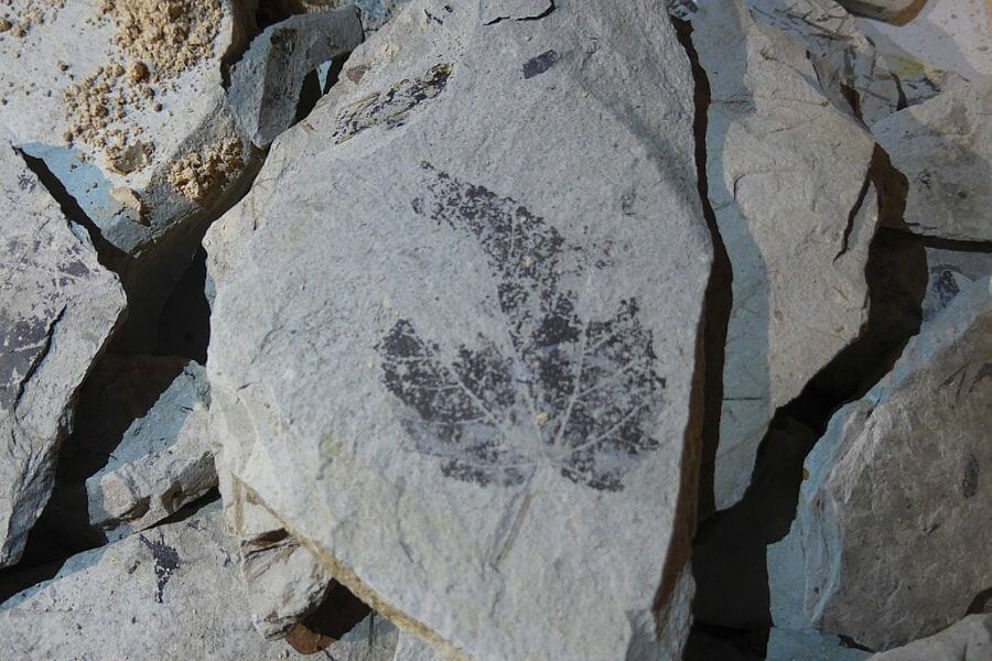 A gray Diatomite showing a trace of a leaf