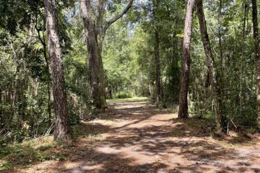 A path surrounded by tress in Hernando County 