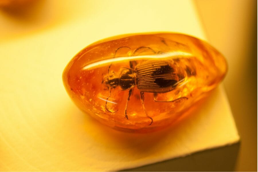 A clear, orange Amber showing a bug preserved inside