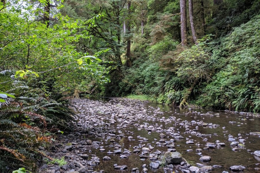 A landscape view of the Cummins Creek