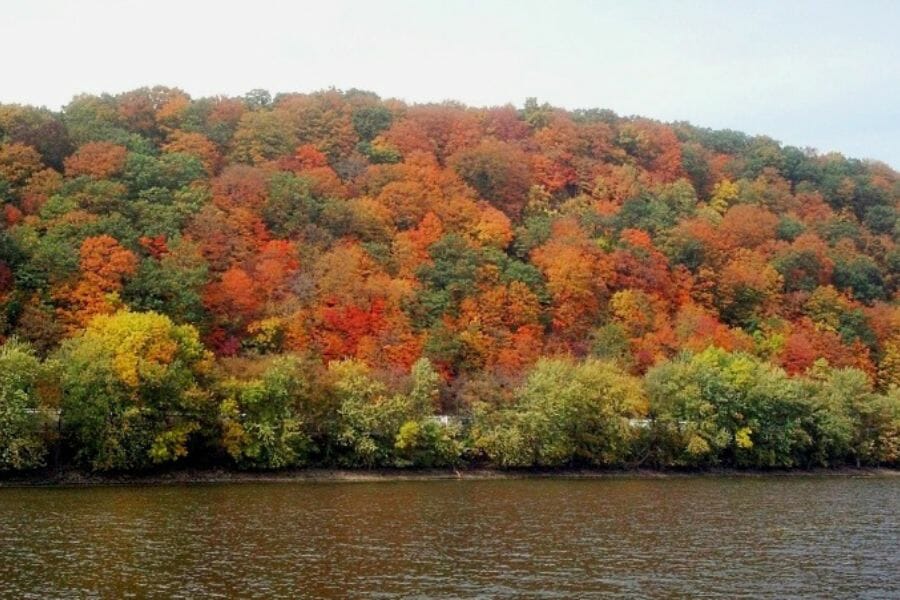 Vibrant and lush area in Pepin County