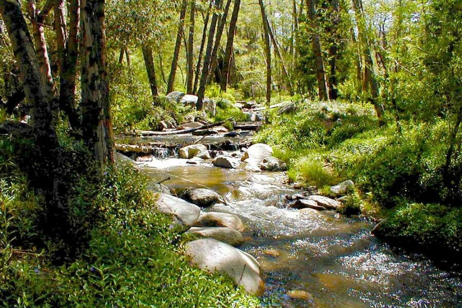 A rushing stream in Riverside county surrounded by trees