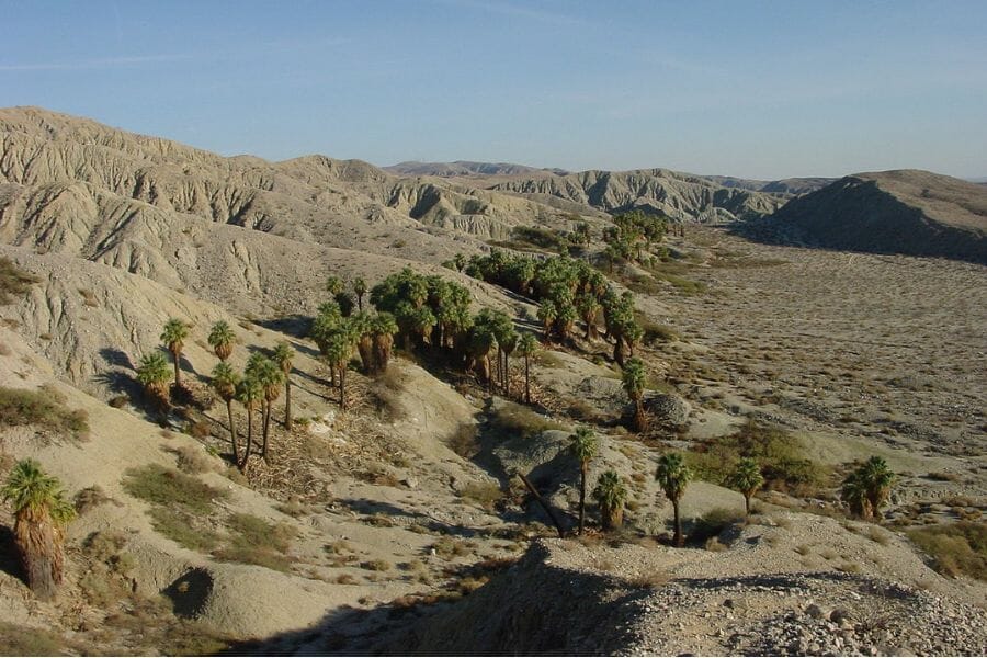 A tranquil desert area with trees and dunes in San Bernardino county