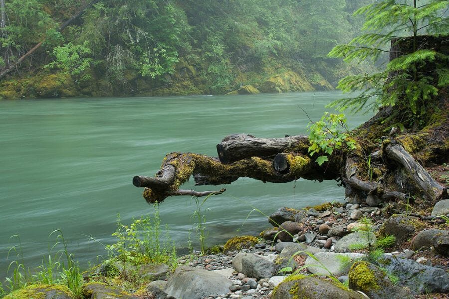 A stunning photo of the calm Cowlitz River in Lewis County