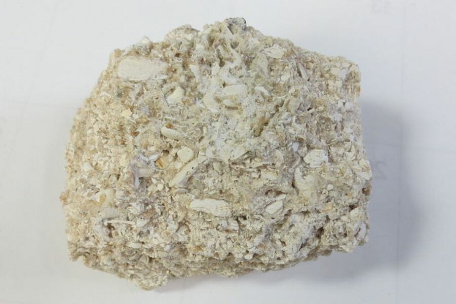 A detailed close up look at a white Coquina