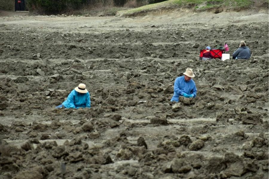 A photo of a group of people digging through the Crater of Diamonds State Park