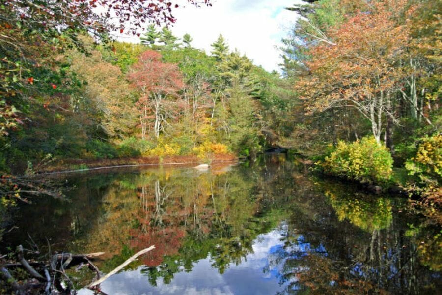 A calm and tranquil lake at Forge Hill surrounded by lush and vibrant trees