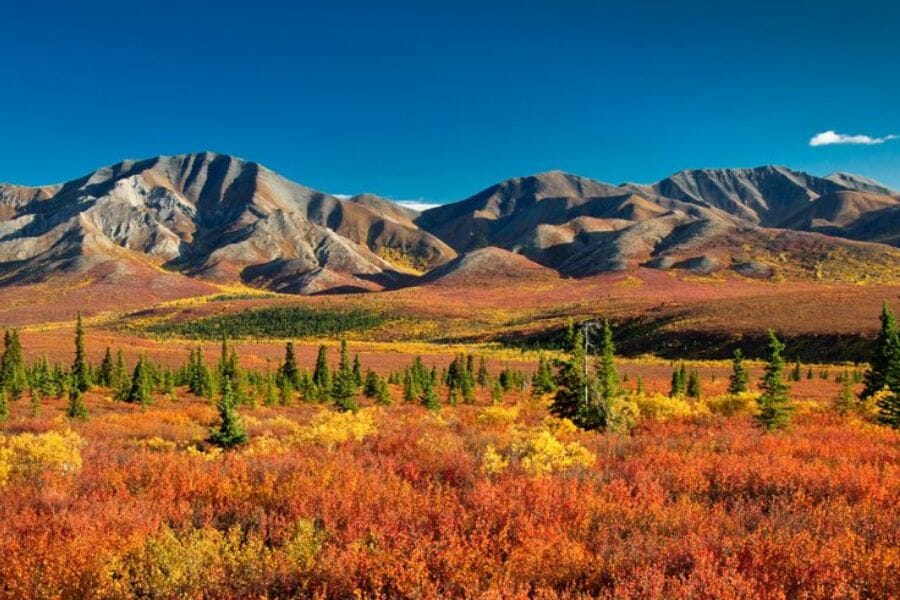 A vibrant field of grass and trees with a backdrop of mountains at the Interior Region