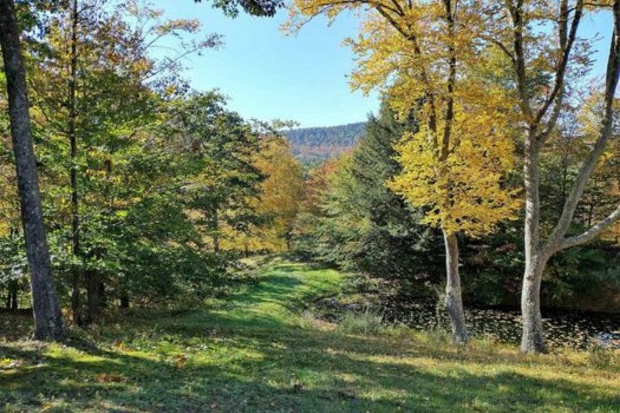 An area full of trees at Windham county