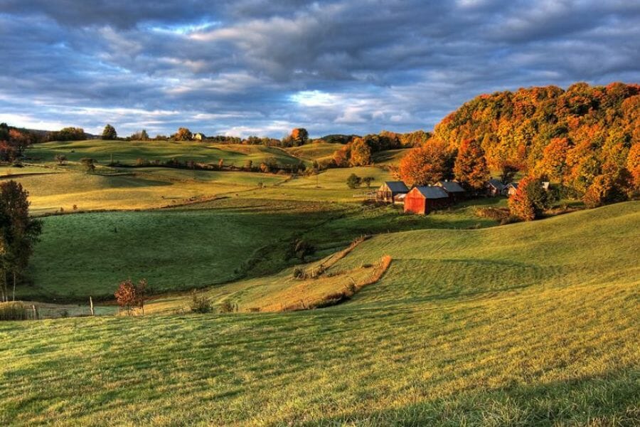 A huge vibrant field at Windsor County