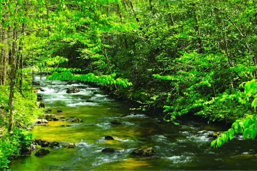 A stunning view of the lush greeneries and creek at the town of Franklin