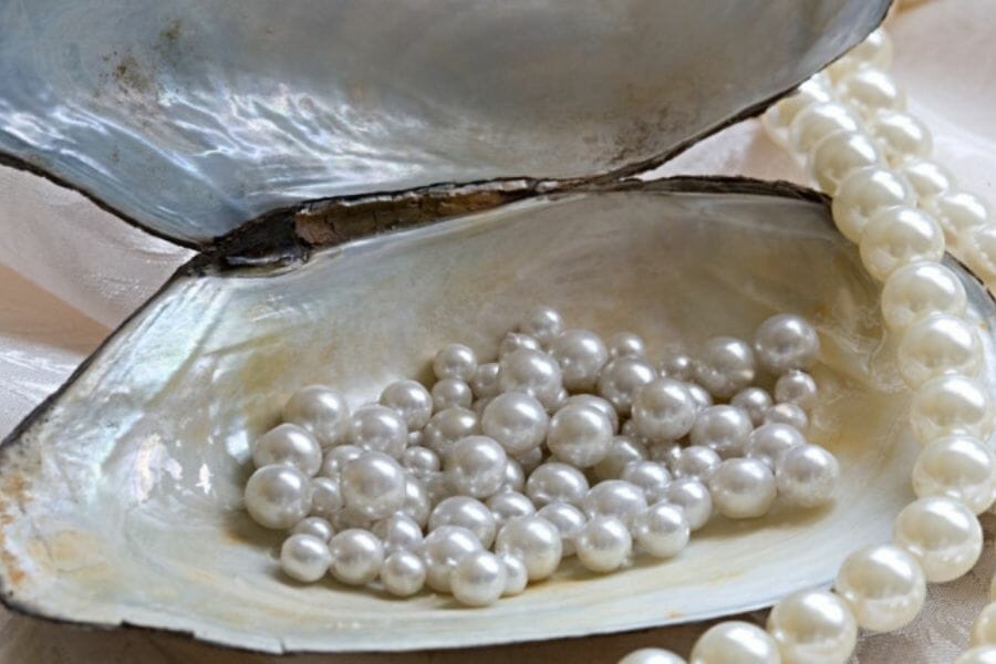 A collection of oyster pearls inside a shell