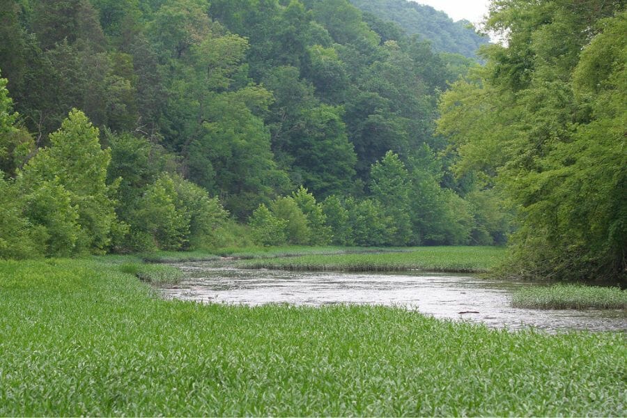 Aughwick Creek surrounded by green trees and green grass