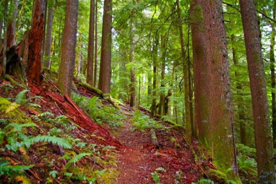 A close up look at the trails and surrounding trees of Cripple Creek Vein