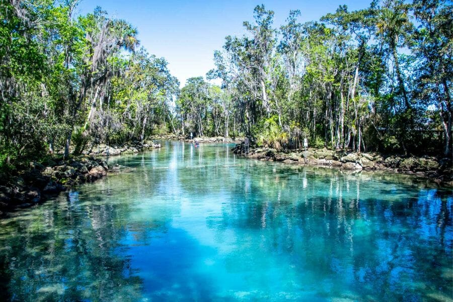 Sparkling clear blue waters of the Crystal River surrounded by tall green trees