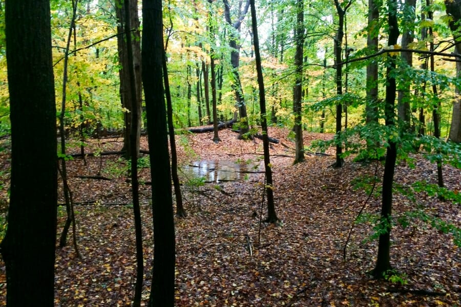 A look at the wet, leafy grounds and trees of Flint Ridge