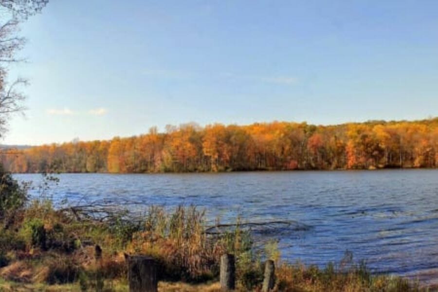 A beautiful area of French Creek State Park where you can see lush trees and the creek 