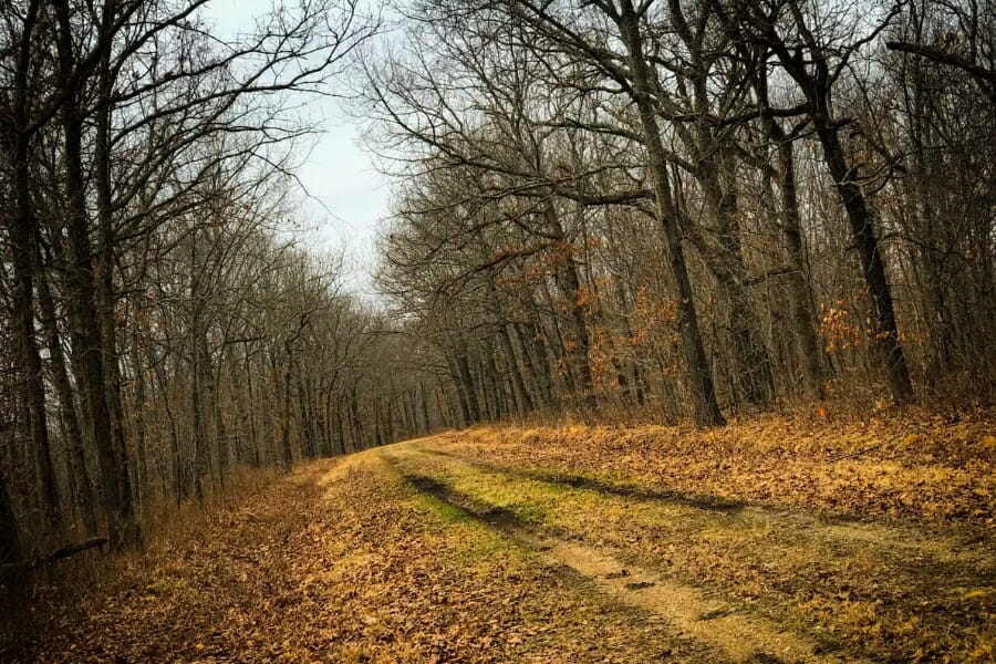 A peak at a forested area during fall in Benton County, where Lincoln is