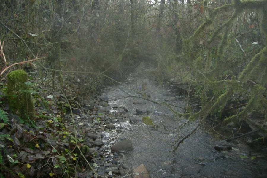 A foggy area and rushing water at Lucas Creek