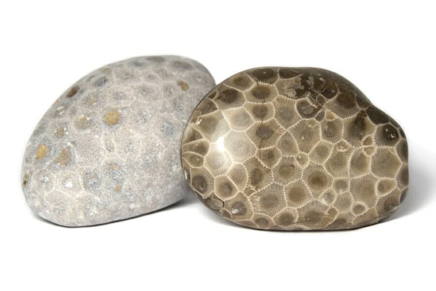 Two pieces of Petoskey Stones, one with clearer and more vibrant traces of the fossilized coral