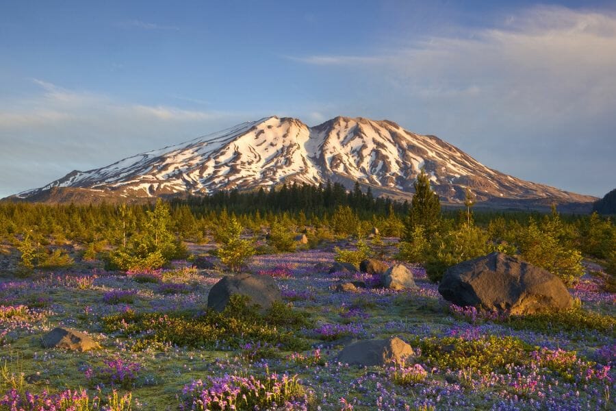 A picturesque view of Mt. St. Helens with snow on the mountains and blooming purple flowers and trees