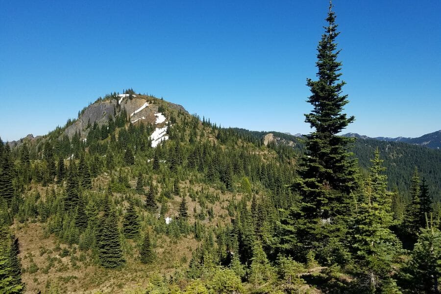 Mutton Mountains filled with trees