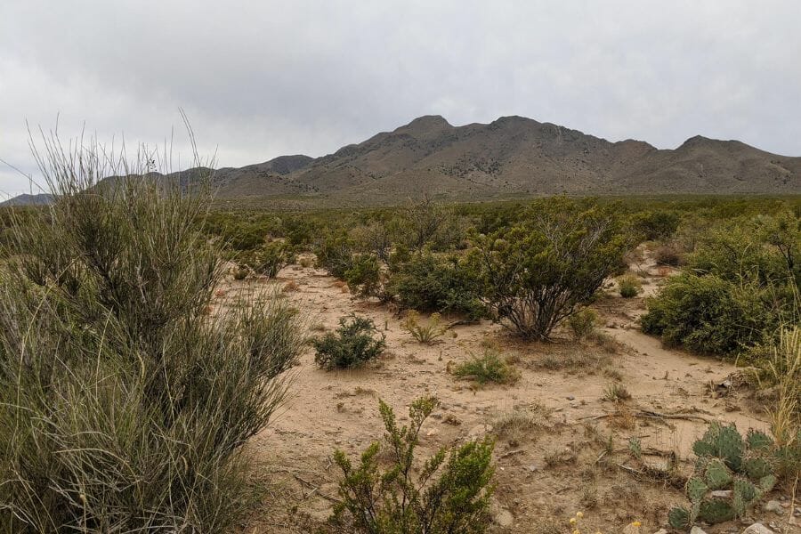 An area of the Quitman Mountains filled with grass and trees and other plants where you can discover amethyst crystals