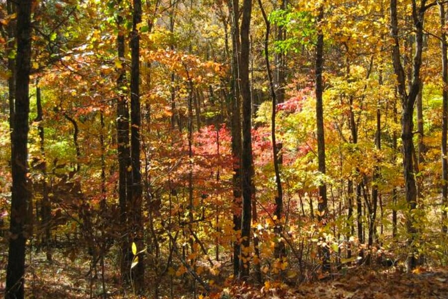 Thick forest of Rosiclare