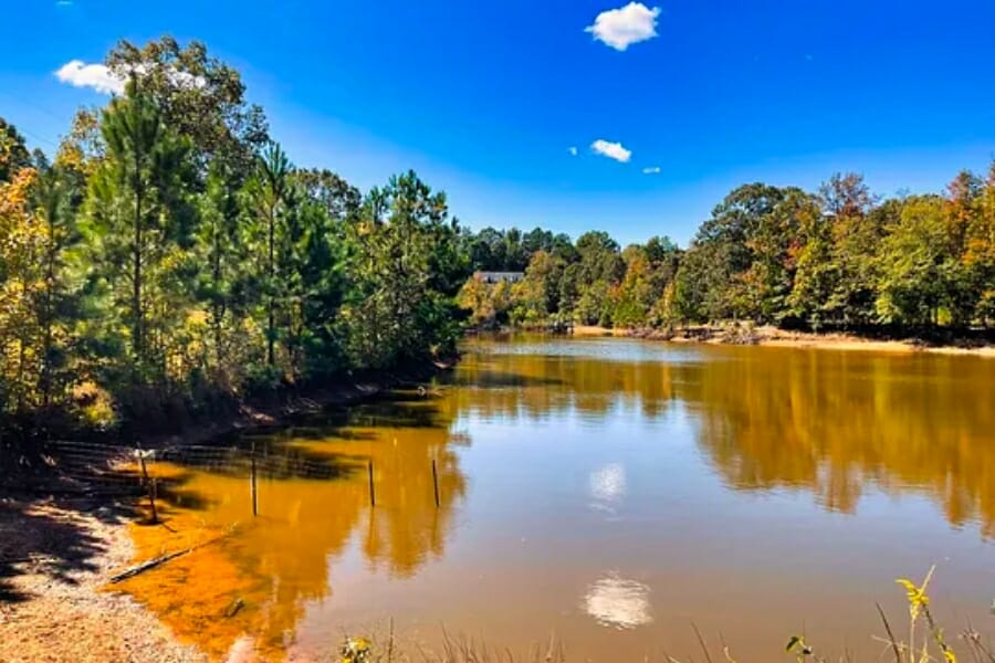 A look at a stream located in Greenwood County