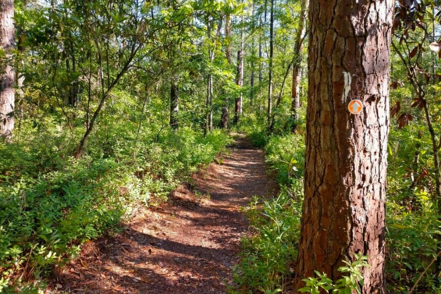 A view of one of the trails in Horse Creek Valley