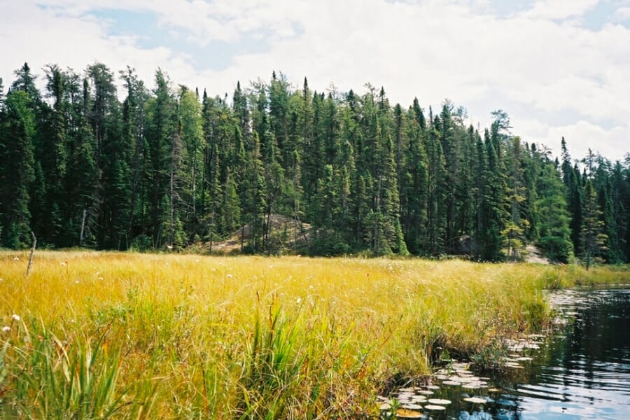 A stunning view of the streams, forest, and fields of St. Louis County