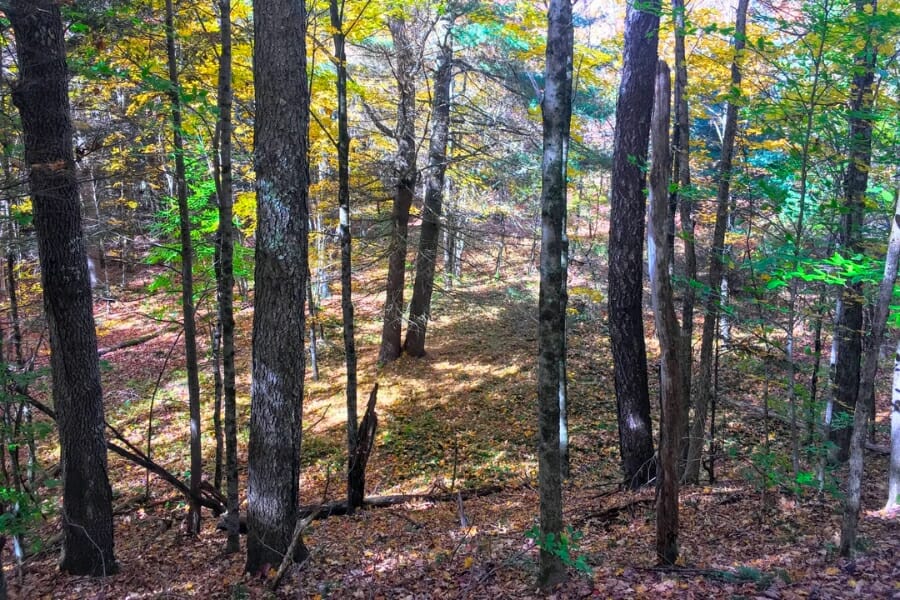 A look at the forested area of the Toothaker Creek State Park