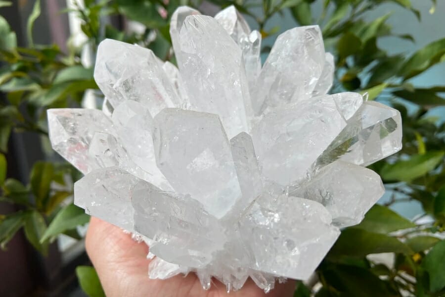 Stunning cluster of Clear Quartz held by a hand with leaves of plants as background