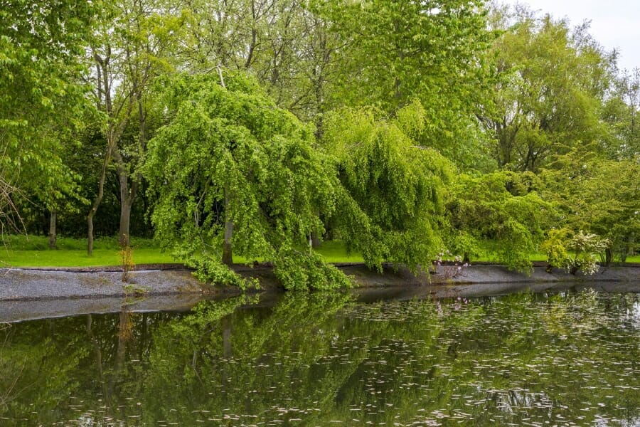 Tranquil stream at Wesley Hills and its surrounding greeneries 