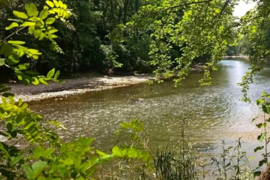 Shallow waters and surrounding trees at Williams Creek