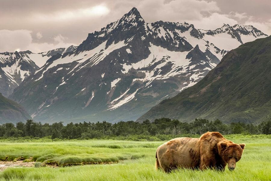 Stunning view of the Asbestos Mountain with a bear on the field in the foreground