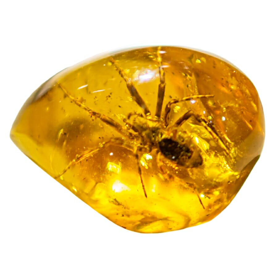 Clear piece of Amber showing an insect inside