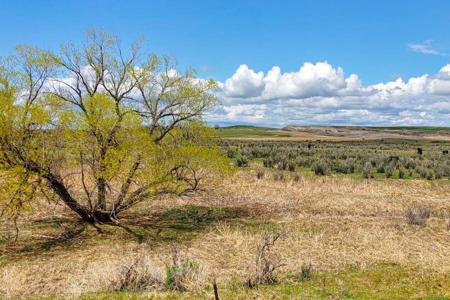 Open prairie at Ardmore