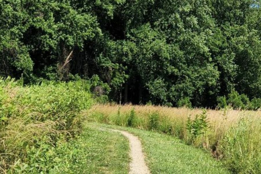 A trail into the trees at Chestnut Hill where various rocks and minerals can be found