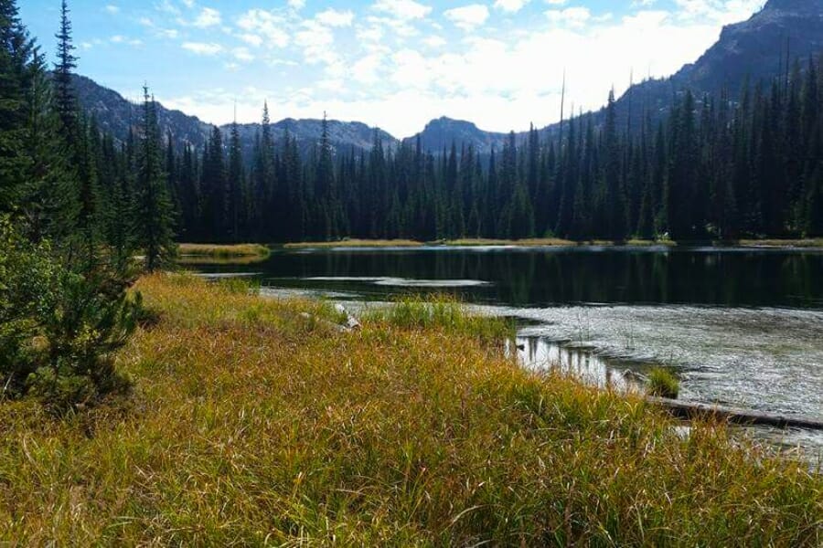 Campground area showing a creek surrounded by trees at Emerald Creek