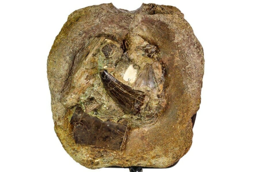 Hadrosaur vertebra with a Tyrannousaur tooth
