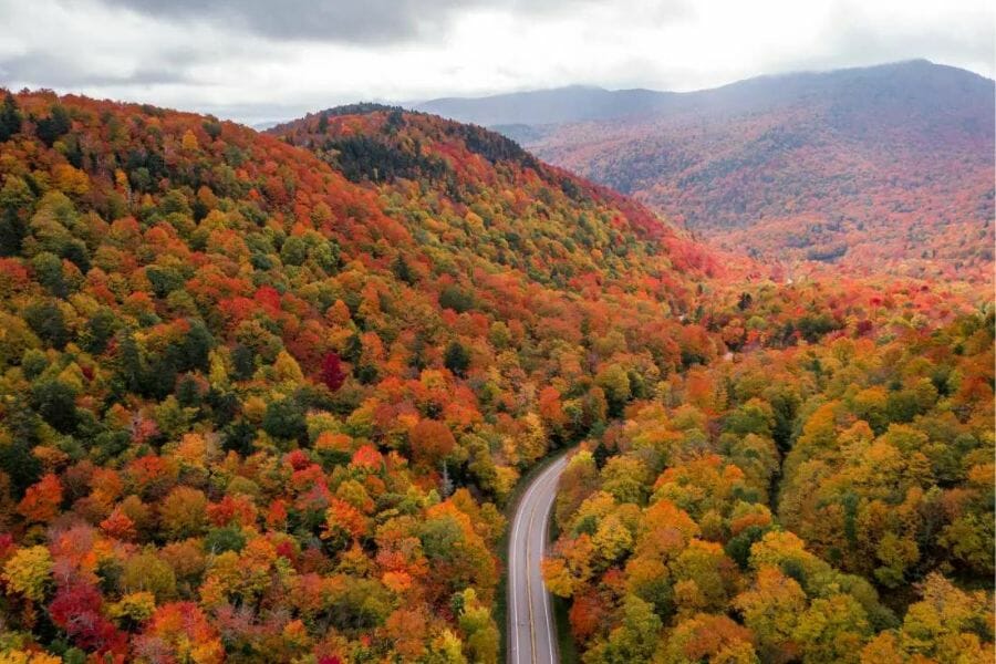 Lush and vibrant trees covering the whole Green Mountains