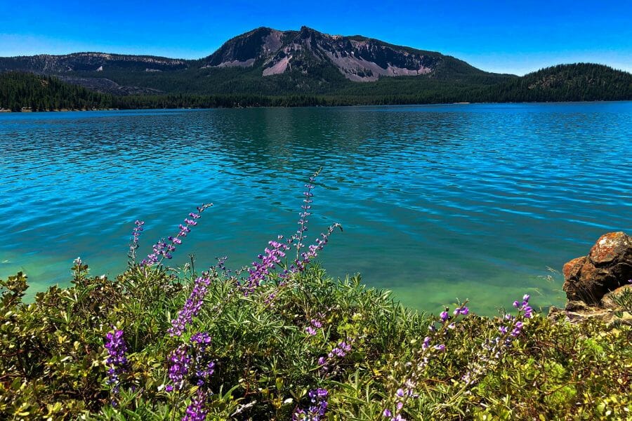 Pristine and quiet Paulina Lake with blooming purple flowers and the Newberry Volcano at the background