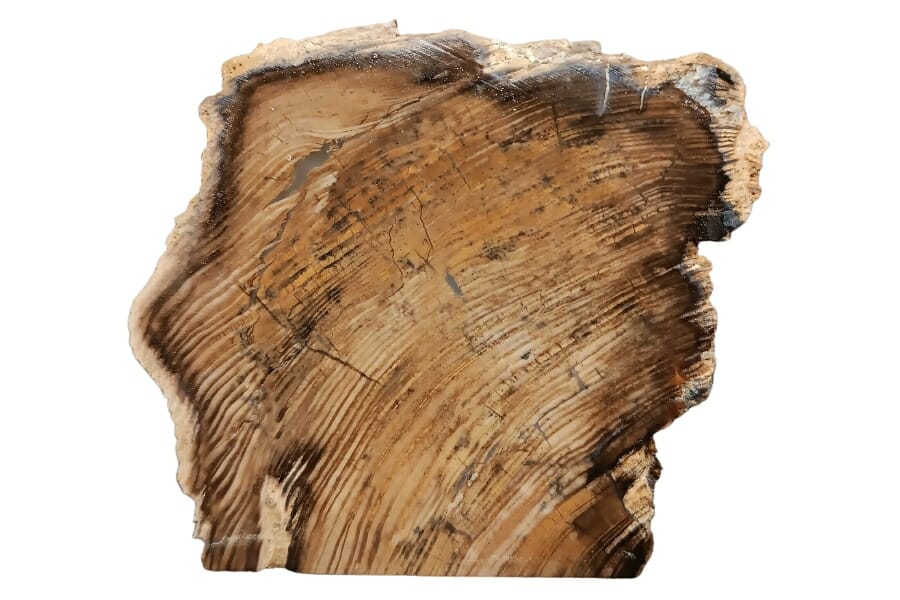 A gorgeous petrified wood with a cool unique pattern